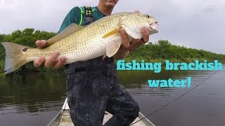 Bass fishing brackish water Ep 4 [upl. by Alarise]