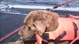 Toby The Dog Goes Sailing [upl. by Olegnalehcim189]