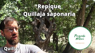 Proyecto Nativo repique del Quillay Quillaja saponaria [upl. by Hsakaa]