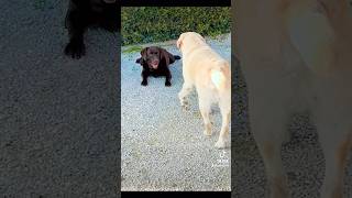 Fuga da un agguato 😅😂 canidivertenti labrador dog divertente pets [upl. by Amil955]