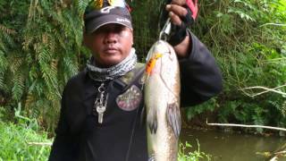 Pancing Haruan  Haruan Fishing [upl. by Enelrac]