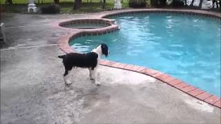 Springer Spaniel Pups First Swim [upl. by Akerue]