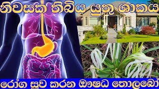 නිවසට ධනවාසනාව කැන්දන ඖෂධීය තොලබො ශාකයtolabo mediastinal planted [upl. by Aihsekan]