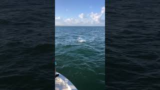 Boca Grande tarpon fishing [upl. by Ceil]