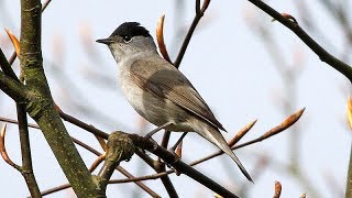 Eurasian blackcap Sylvia atricapilla  Singing ⁴ᵏ ᵁˡᵗʳᵃ ᴴᴰ [upl. by Gnet]