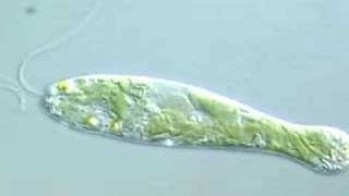 Flexible Movement in Euglena 2 [upl. by Sidoon]