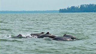 Chilika Lake  Dolphin Sanctuary [upl. by Nepsa]