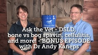 Ask the Vet  DSLD bone vs bog spavin cellulitis and more  BONUS EPISODE with Dr Andy Kaneps [upl. by Willcox]