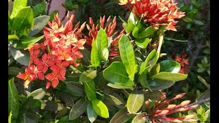 Ixora coccinea Growing Guide Jungle Geranium  Flame of the Woods [upl. by Atsyrt]