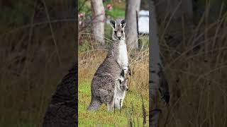 Porque Os CANGURUS Não Andam Para Trás shorts canguru saltos kangaroo mamíferos [upl. by Heyward]