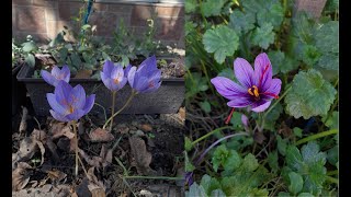 Autumn flowering Crocuses and saffron crocus Crocus speciosus C ochroleucus and C sativus 4K [upl. by Yrollam]