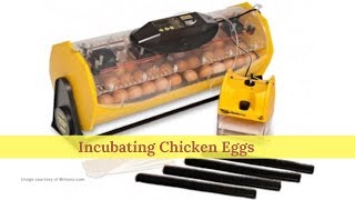 Incubating Chicken Eggs [upl. by Enyrehtac]