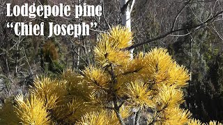 Lodgeopole Pine quotChief Josephquot  Color Turns Amazingly to Yellow in Winter [upl. by Lamrej]