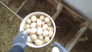 Duck Egg Collecting in a Ice Storm April 16 2018 [upl. by Nuahsad]