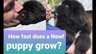 NEWFOUNDLAND PUPPY 18 WEEKS OLD  Newfies grow fast Breeding Newfoundlands 101 [upl. by Eugenius]