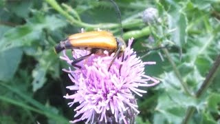 Corymbia fulva  Longhorn Beetle  Bockkäfer [upl. by Aleekahs566]