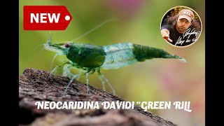 NEW SHRIMP Neocardina davidi Green Rili [upl. by Yelir]