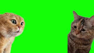 Green Screen Talking Cats Meme  Relationship Cats Meme [upl. by Masao]