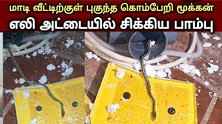 மேல்மாடி வீட்டிற்குள் எலி அட்டையில் சிக்கிய கொம்பேறி மூக்கன் பாம்பு  இதை பாருங்கள்😭  SnakeSaga [upl. by Elysia]