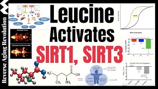 Leucine Activates The Longevity Genes SIRT1 amp SIRT3 Amplifies Results With NMN Metformin [upl. by Darnok]