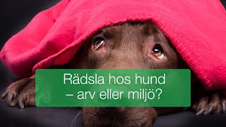 Rädsla hos hund  arv eller miljö [upl. by Aiciled]