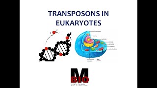 TRANSPOSABLE ELEMENTS IN EUKARYOTES [upl. by Aiyotal]