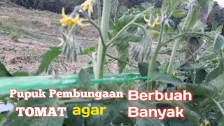 Cara tips pemupukan tomat supaya tumbuh suburpupuk masa pembentukan bunga tomat [upl. by Bultman838]