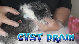 Guinea pig Charlie sebaceous cyst removal drain process [upl. by Fogarty]