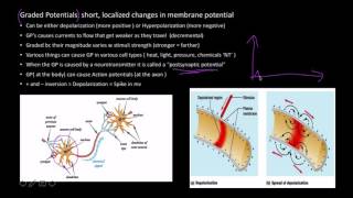 Neurons graded potentials [upl. by Annazus446]