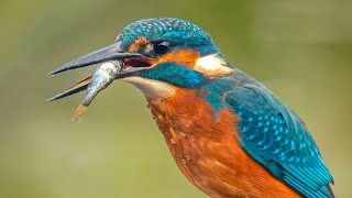 Beautiful Kingfisher Hunting For Fish [upl. by Trahurn]