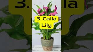 6 Toxic Houseplants plants houseplants indoorplants [upl. by Shirlie722]