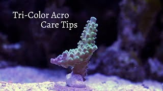 TriColor Acropora Care Tips [upl. by Tomasine]