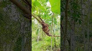 Trying air layering on rambutan fruit plant [upl. by Bronson]