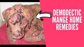 demodectic mange home remedies  how to treat mange in dogs  home remedies for mange in dogs [upl. by Bautram]