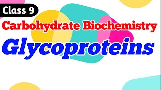 Glycoproteins  Carbohydrate Biochemistry Class 9 [upl. by Lamag]