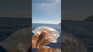 Man Puts Back a Large Sea Salp Into Water After Filming It [upl. by Lasko]