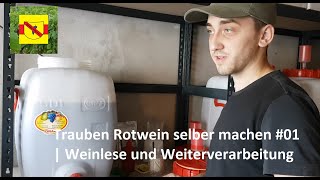 Trauben Rotwein selber machen 01  Weinlese und Weiterverarbeitung [upl. by Noella709]