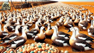 Russische Bauern ziehen Millionen Gänse und Enten auf diese Weise auf [upl. by Anetsirhc]