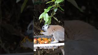 Ring tailed Lemur 4k animals wildlife [upl. by Christianna]