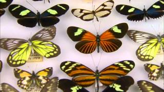 Butterflies and Moths Who is Who [upl. by Ravel]