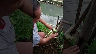 stek pohon pepaya agar tumbuh pendek dan berbuah lebat shortsvideo gardening buah fruit fyp [upl. by Josiah]