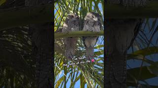 Have you Caught the Tawny Frogmouth Fever 💘 cute birds australia music [upl. by Nonah547]