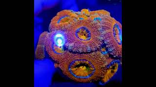 acanthastrea lordwensis orange reefinhouse coral acanthastrea lps aquariomarinho reef [upl. by Katinka]