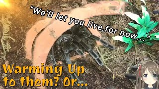 SPY Reacts Watering My Tarantulas Part 4 [upl. by Rafaela828]