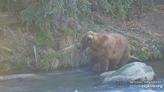 903 Gully  Last bear on riffles cam 2024 10 18 Riffles exploreorg [upl. by Buckie184]