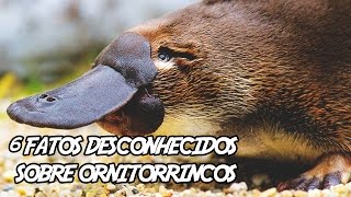 6 Fatos Desconhecidos Sobre Ornitorrincos [upl. by Lairret547]