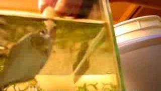 Hand Feeding Rhom Piranha  MonsterFishKeeperscom [upl. by Eikin]