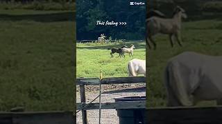 These Connemara foals are the best❤️ horse equestrain connemarapony foal horsebackriding [upl. by Siobhan616]