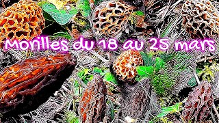 Petites sorties morilles de la semaine [upl. by Cataldo]