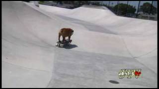 Tillman the Skateboarding Bulldog Skates Skimboards and SURFS [upl. by Aymer]